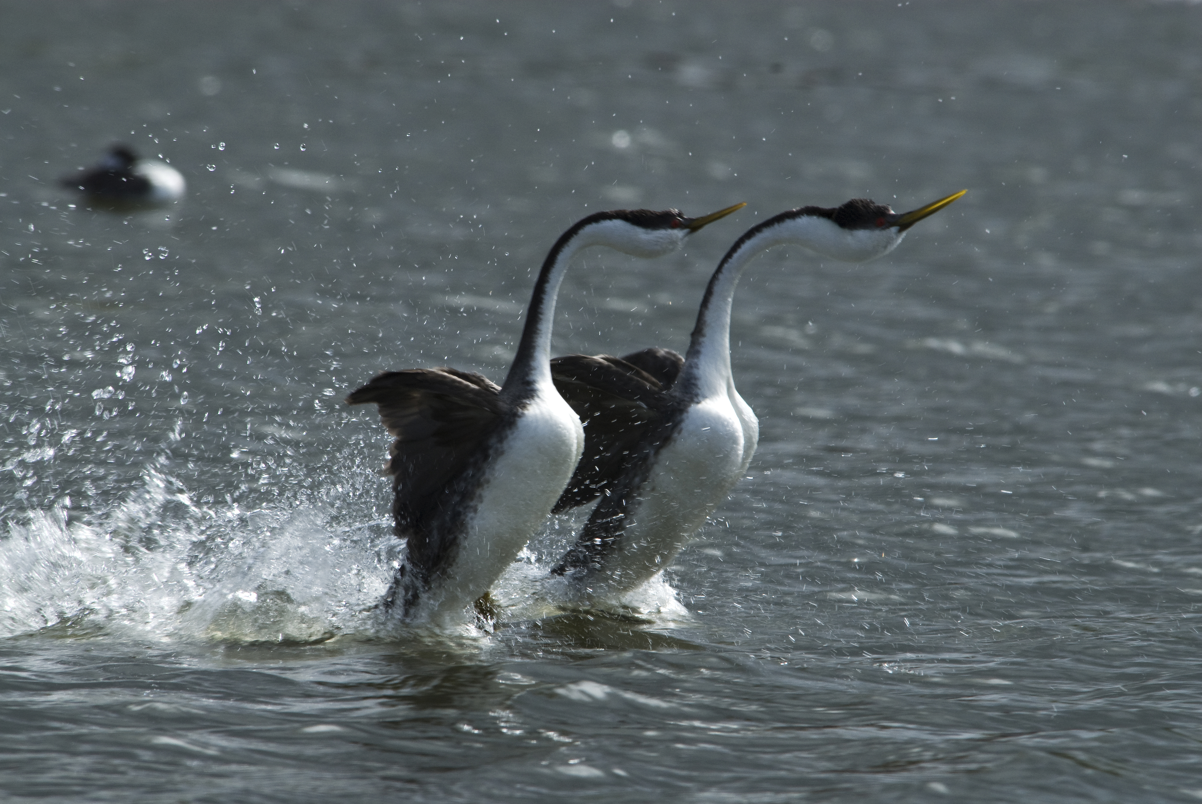 【サブ4】Grebes.jpg